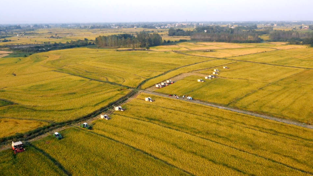 天门40万亩水稻机收现场